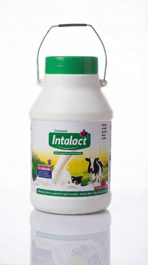 Intalact milk powder container with green lid on a white background