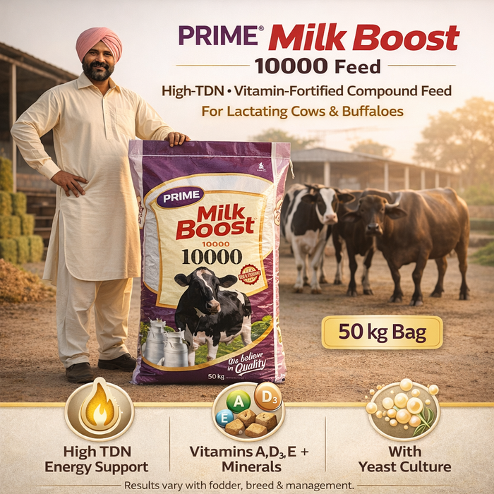 PRIME® Milk Boost 10000 Feed – High-TDN, Vitamin-Fortified Compound Feed for Lactating Cows & Buffaloes
