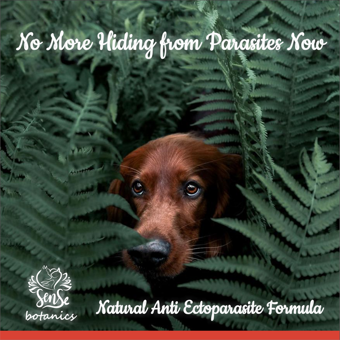 Sense Botanics™ Anti Tick & Flea Shampoo